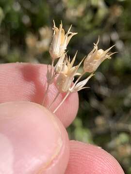 Image of Meadow Valley sandwort