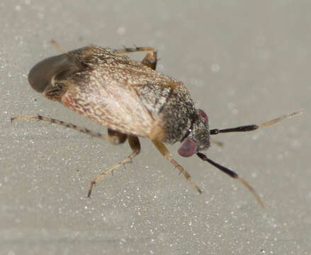 Image of Western Plant Bug