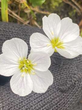 Image of Bostock's Candy-Flower