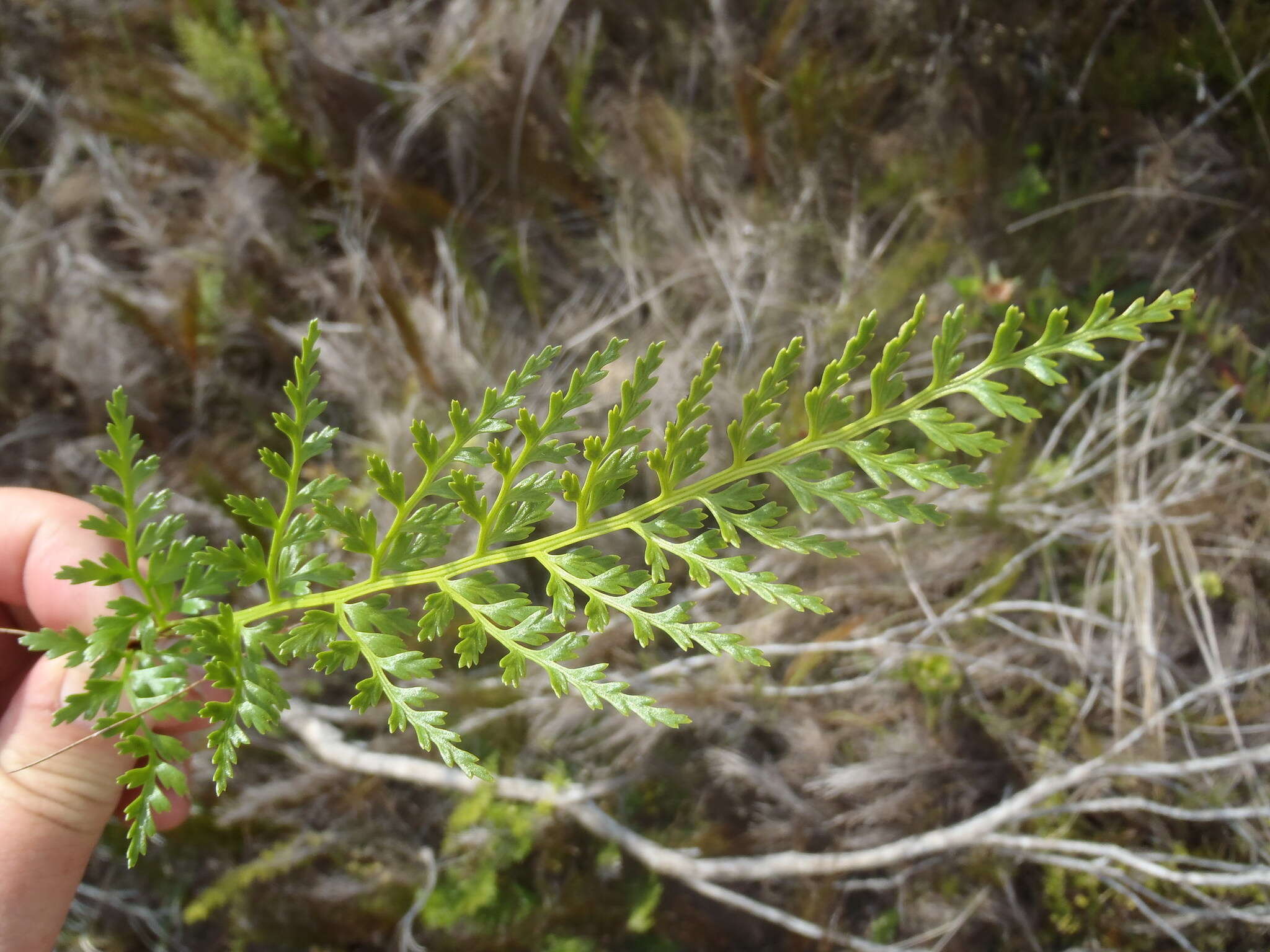 Image of Asplenium adiantum-nigrum var. solidum (Kunze) J. P. Roux