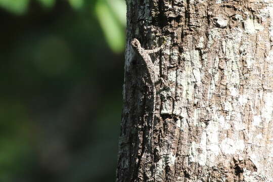 Image of Indian flying lizard