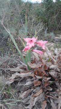 Gladiolus oppositiflorus Herb. resmi