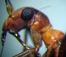 Image of Myrmecoris