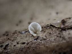 Image de Marasmius neosessilis Singer 1955