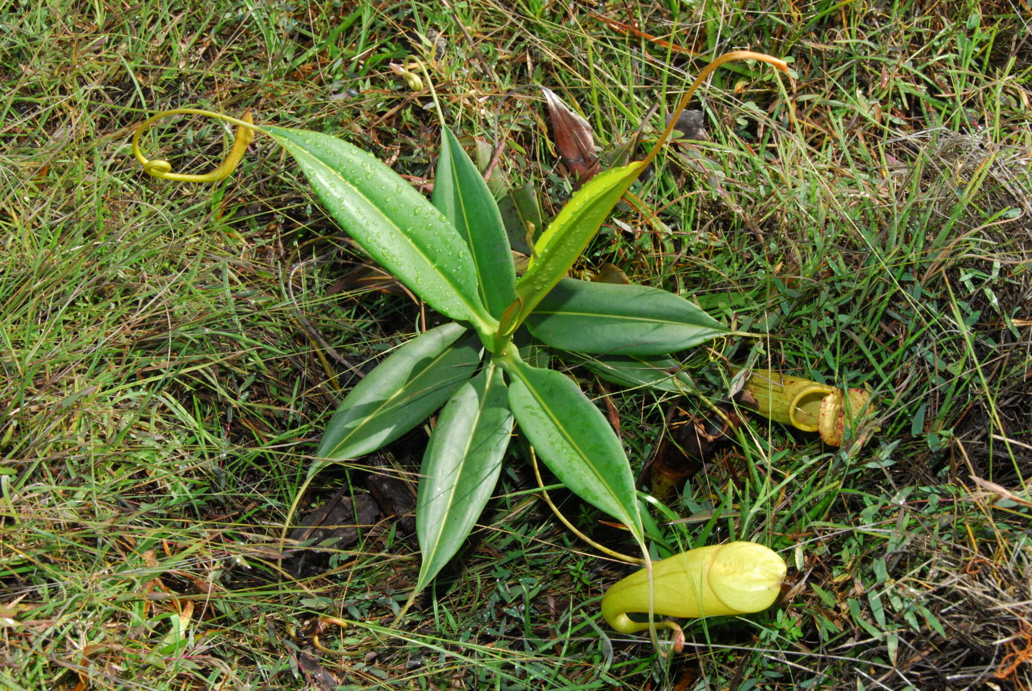 Image of Madagascar pitcher plant