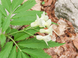 Слика од Cardamine kitaibelii Bech.