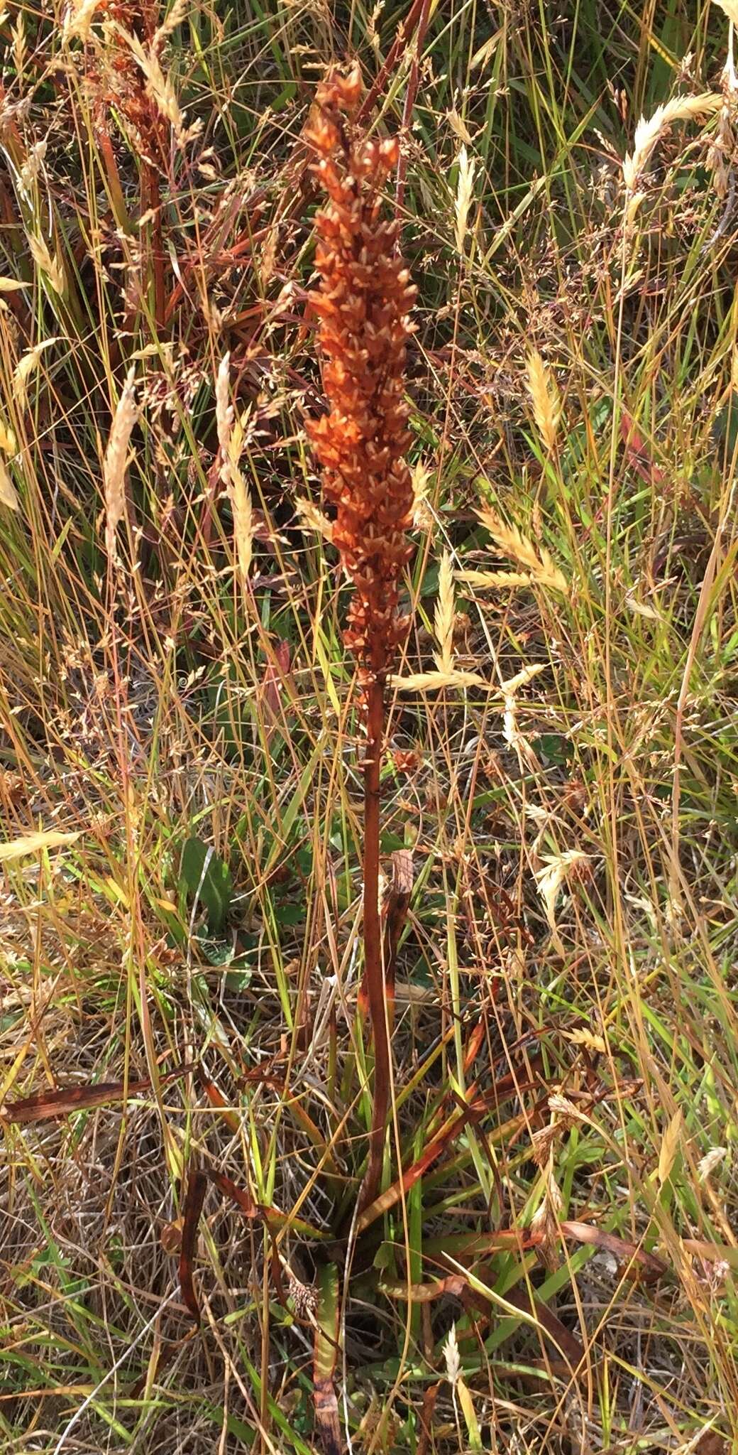 Image of Bulbinella angustifolia (Cockayne & Laing) L. B. Moore