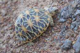 Image of Typical Tortoises