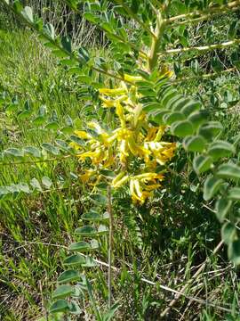 Plancia ëd Astragalus macrocarpus DC.