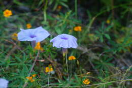 Imagem de Ipomoea ternifolia Cav.