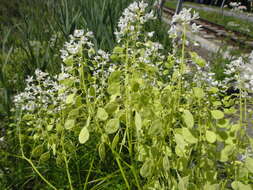 Imagem de Peltaria alliacea Jacq.