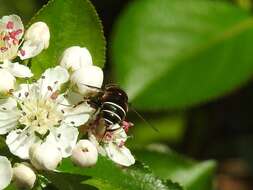 Слика од Eristalis cryptarum (Fabricius 1794)