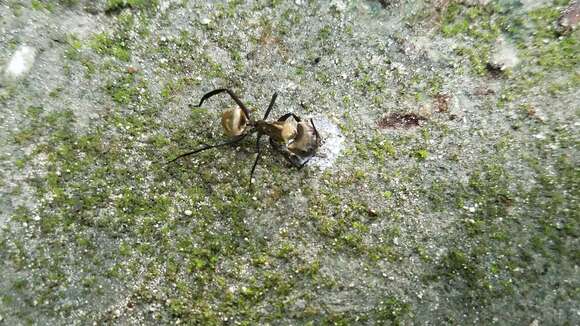 Image of Shimmering Golden Sugar ant