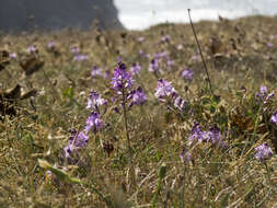 Image of autumn squill