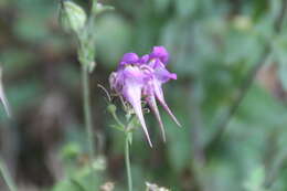 صورة Linaria triornithophora (L.) Willd.