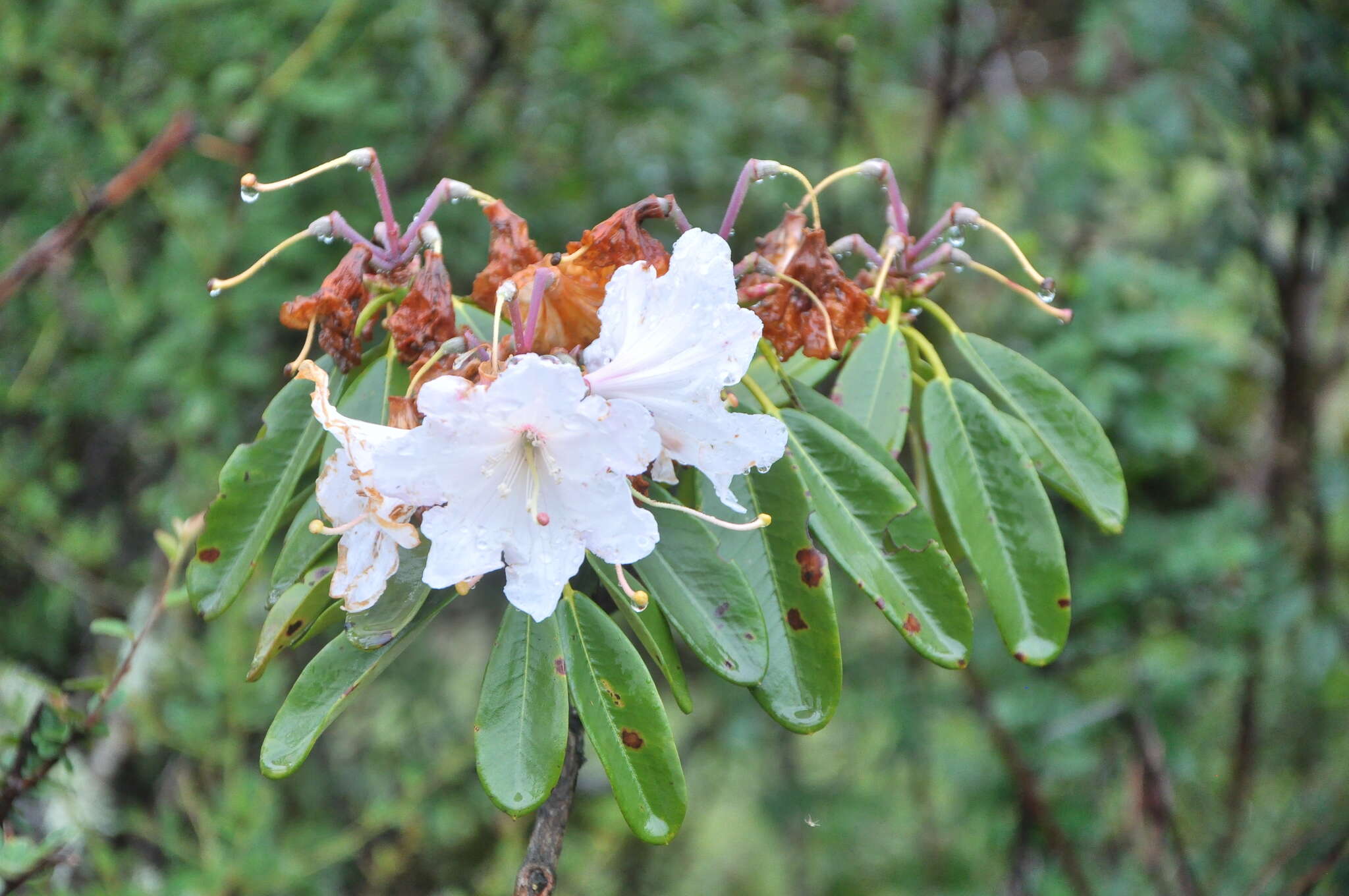 Plancia ëd Rhododendron decorum Franch.