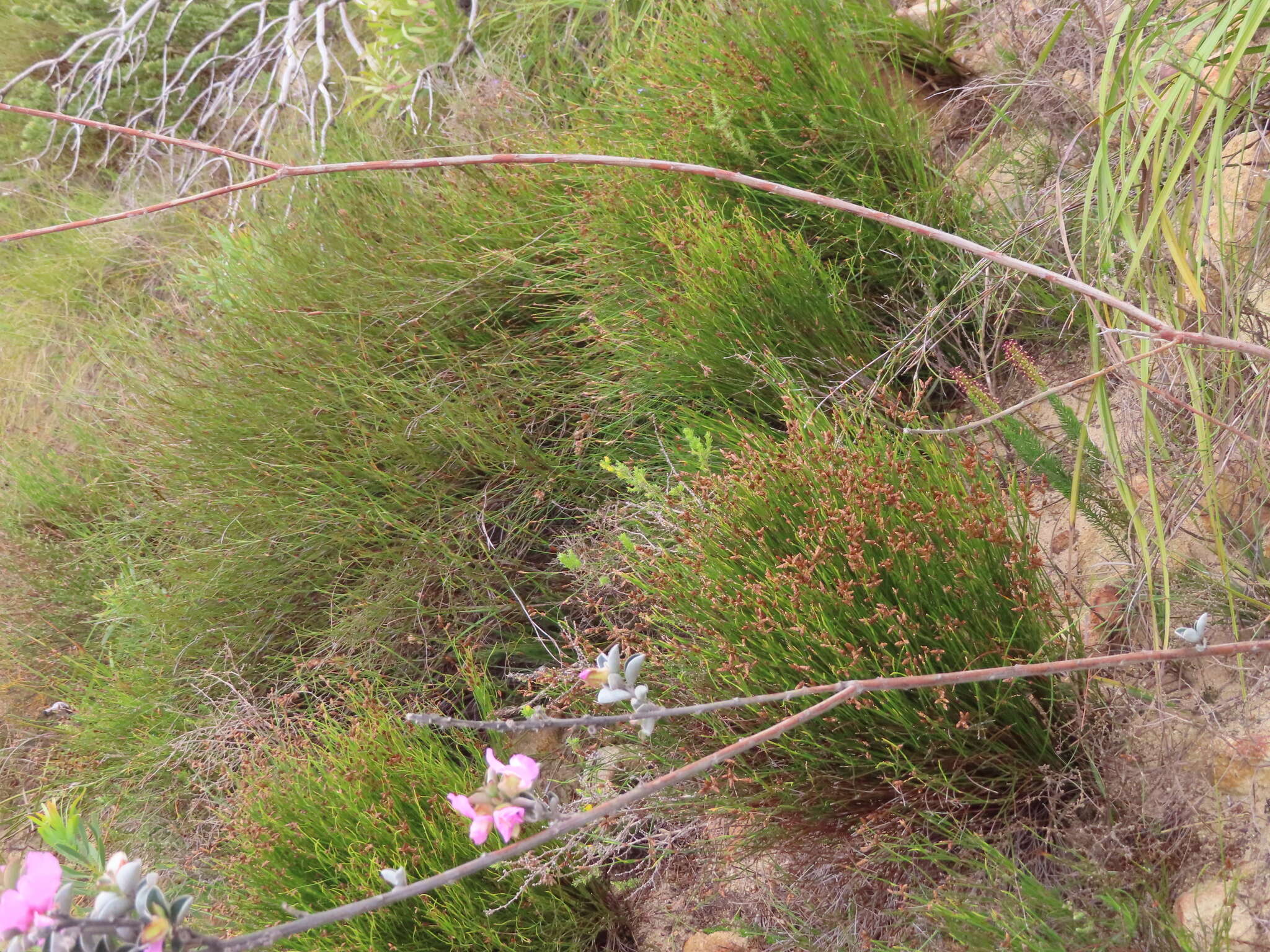 Image of <i>Podalyria variabilis</i>