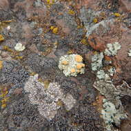 Image of Orange rock-posy