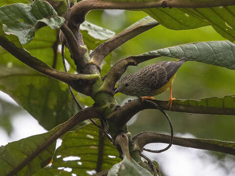 Pholidornis Hartlaub 1857的圖片