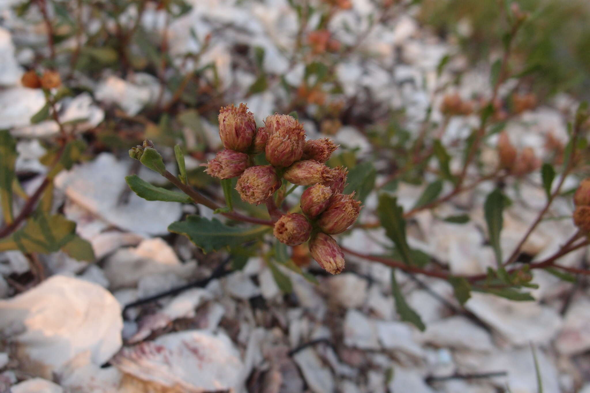 Image of Pluchea pteropoda Hemsl.