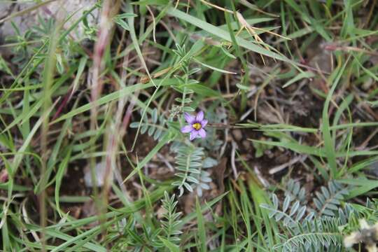 Sisyrinchium scabrum Schltdl. & Cham.的圖片