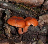 Plancia ëd Lactarius eucalypti O. K. Mill. & R. N. Hilton 1987