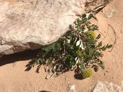 Image of Canyonlands biscuitroot