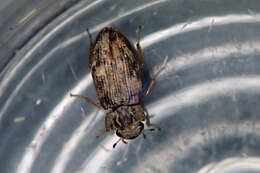 Image de Helophorus (Rhopalohelophorus) brevipalpis Bedel 1881