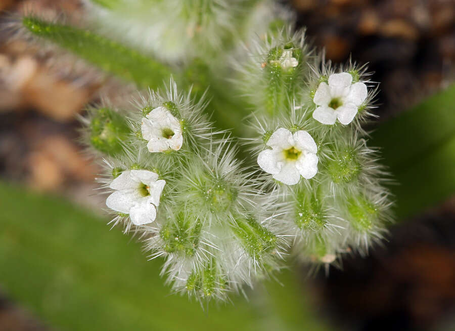 Image of Cryptantha barbigera var. barbigera