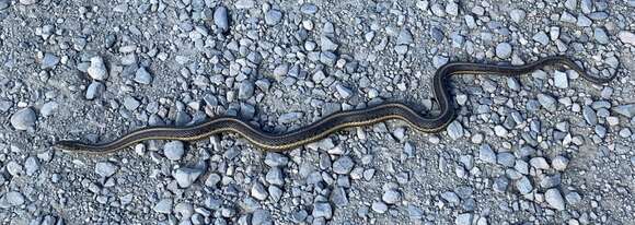 Image of Giant Garter Snake