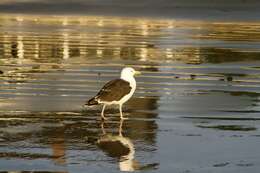 Image of Great Black-backed Gull