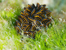 Cyerce nigricans (Pease 1866) resmi