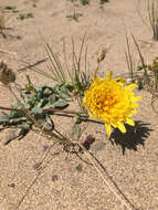 Image of woolly goat chicory