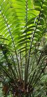 Image of Zamia lindenii Regel ex André