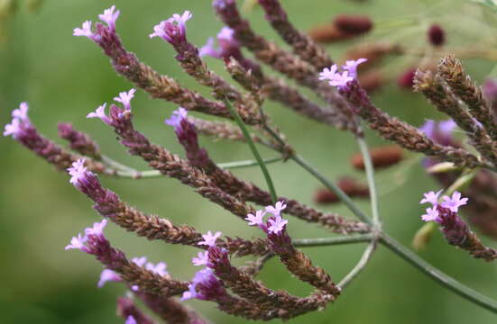 Image of Verbena intermedia Gillies & Hook.