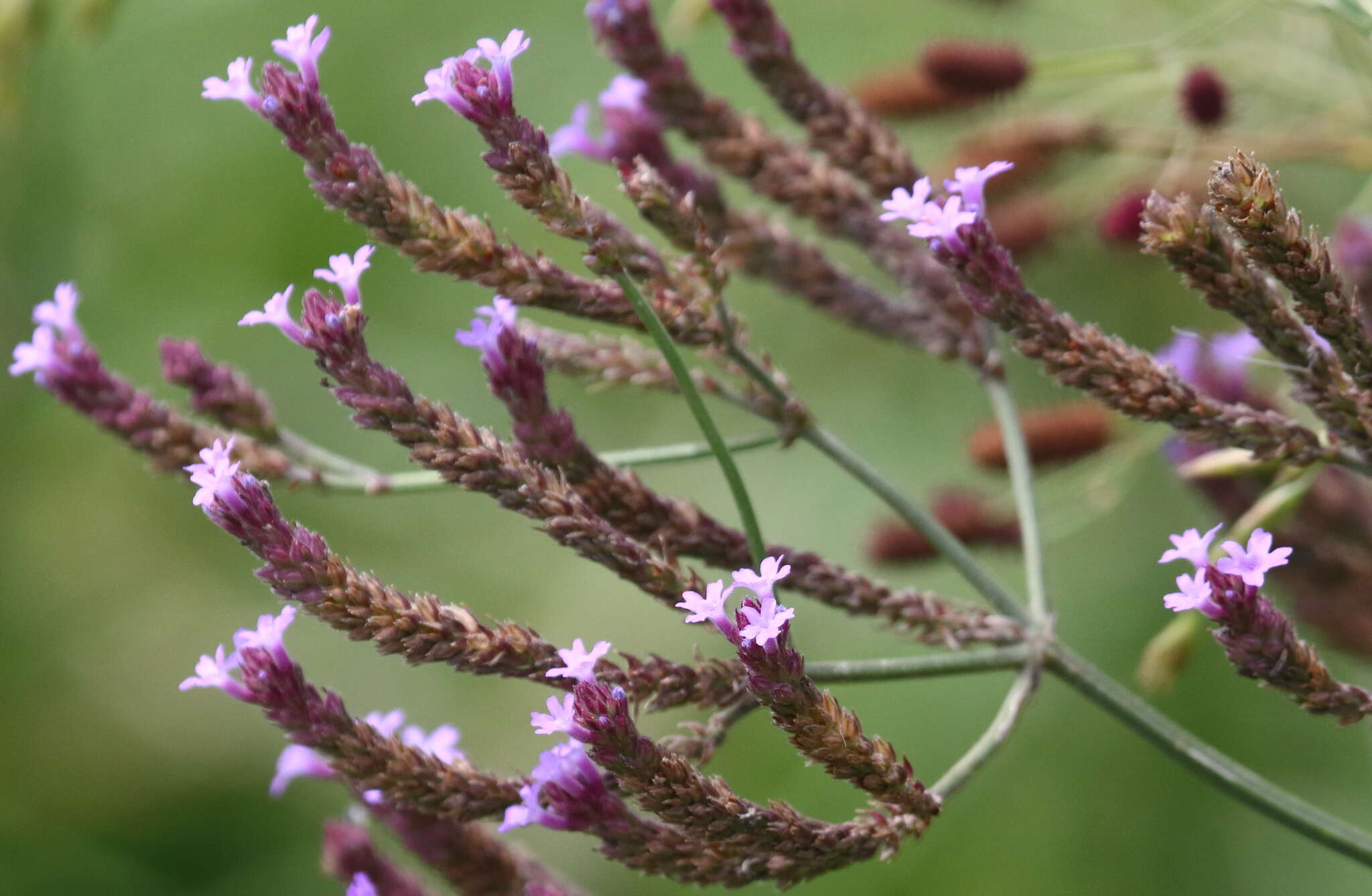 صورة Verbena intermedia Gillies & Hook.