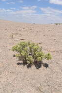 Image of sand fiddleleaf