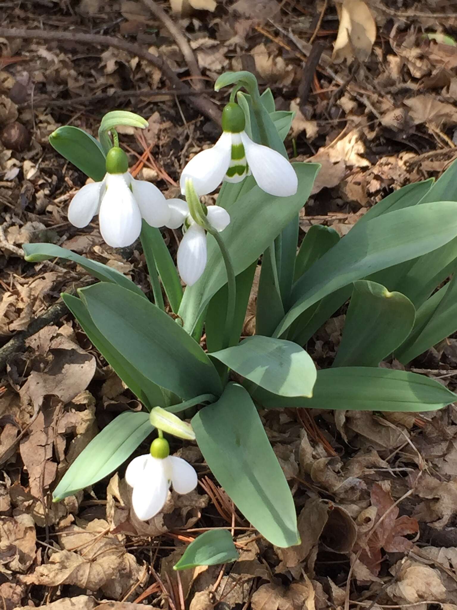 Image of giant snowdrop