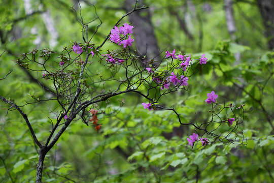 Image of Rhododendron mucronulatum subsp. sichotense (Pojark.) A. Khokhr.