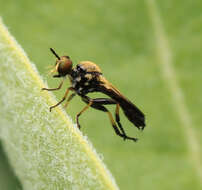 Image of Eudioctria sackeni (Williston 1883)