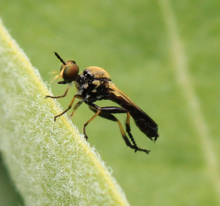 Image of Eudioctria sackeni (Williston 1883)