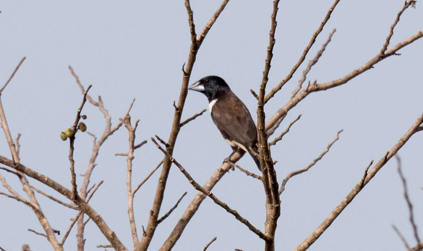 Image of Magpie Mannikin