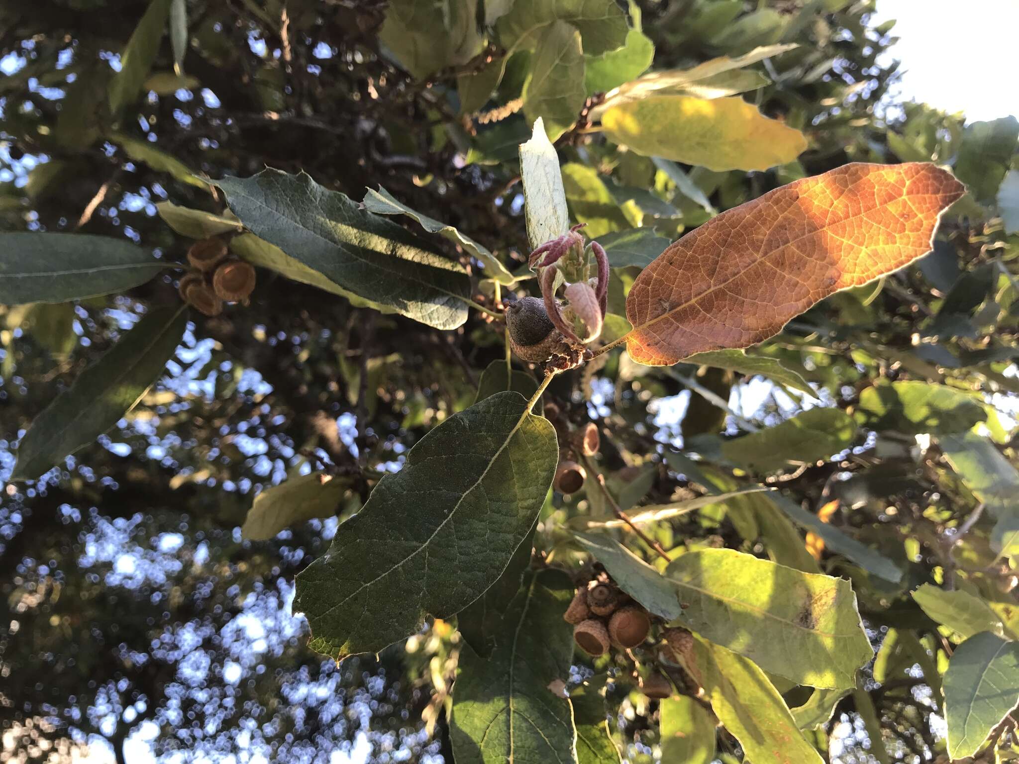 Image of Quercus castanea Née