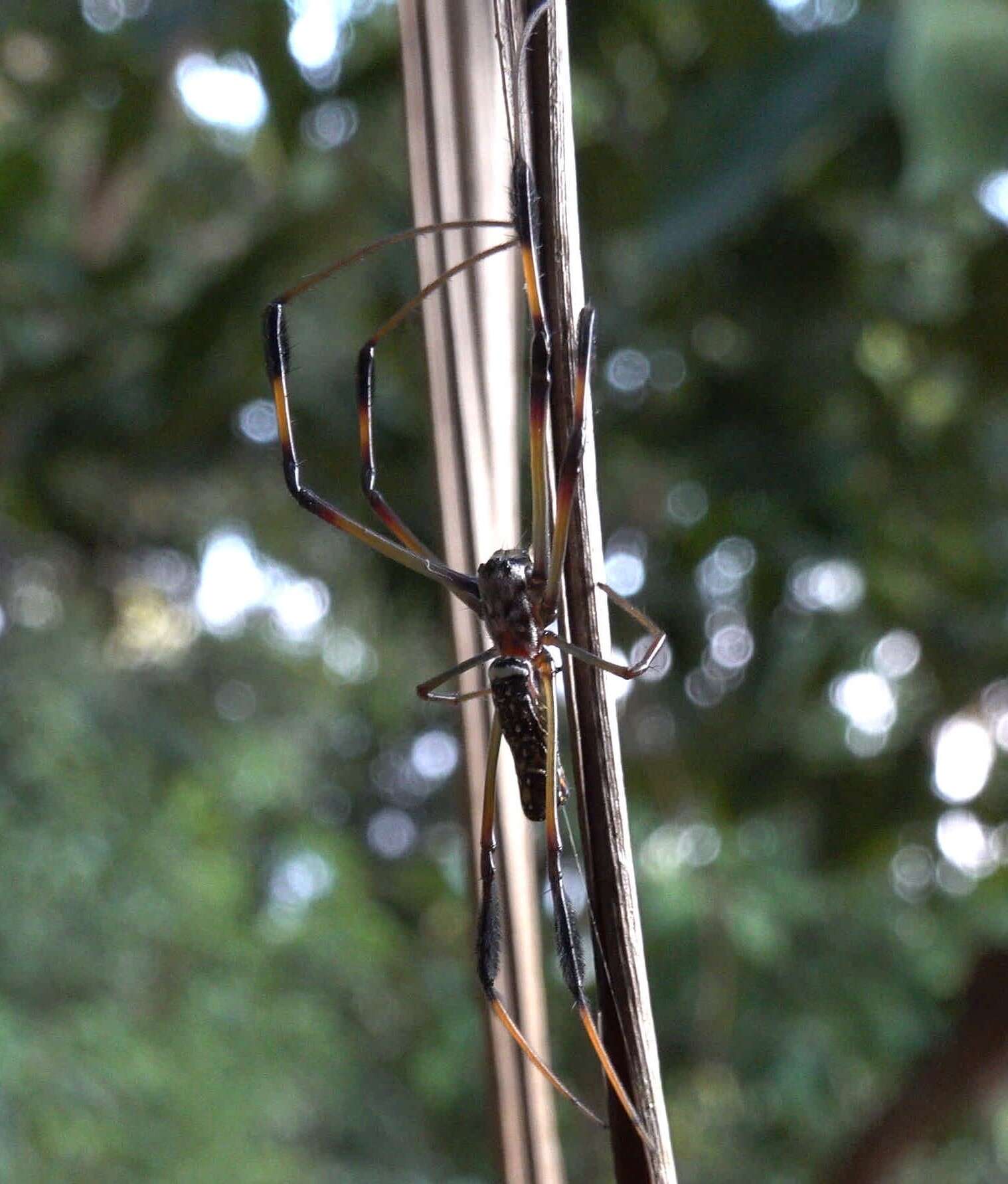 Imagem de Nephila comorana Strand 1916