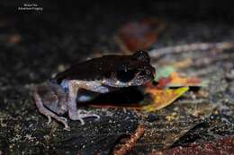 Image of Gracile Litter Frog