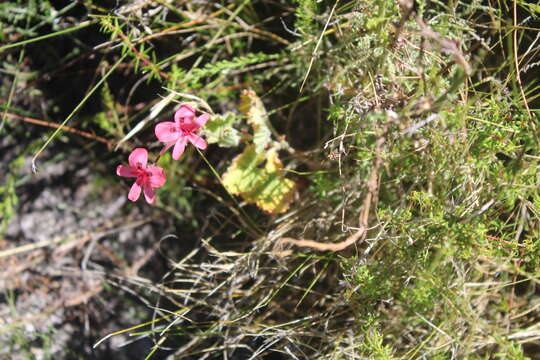 Image of Pelargonium alpinum Eckl. & Zeyh.