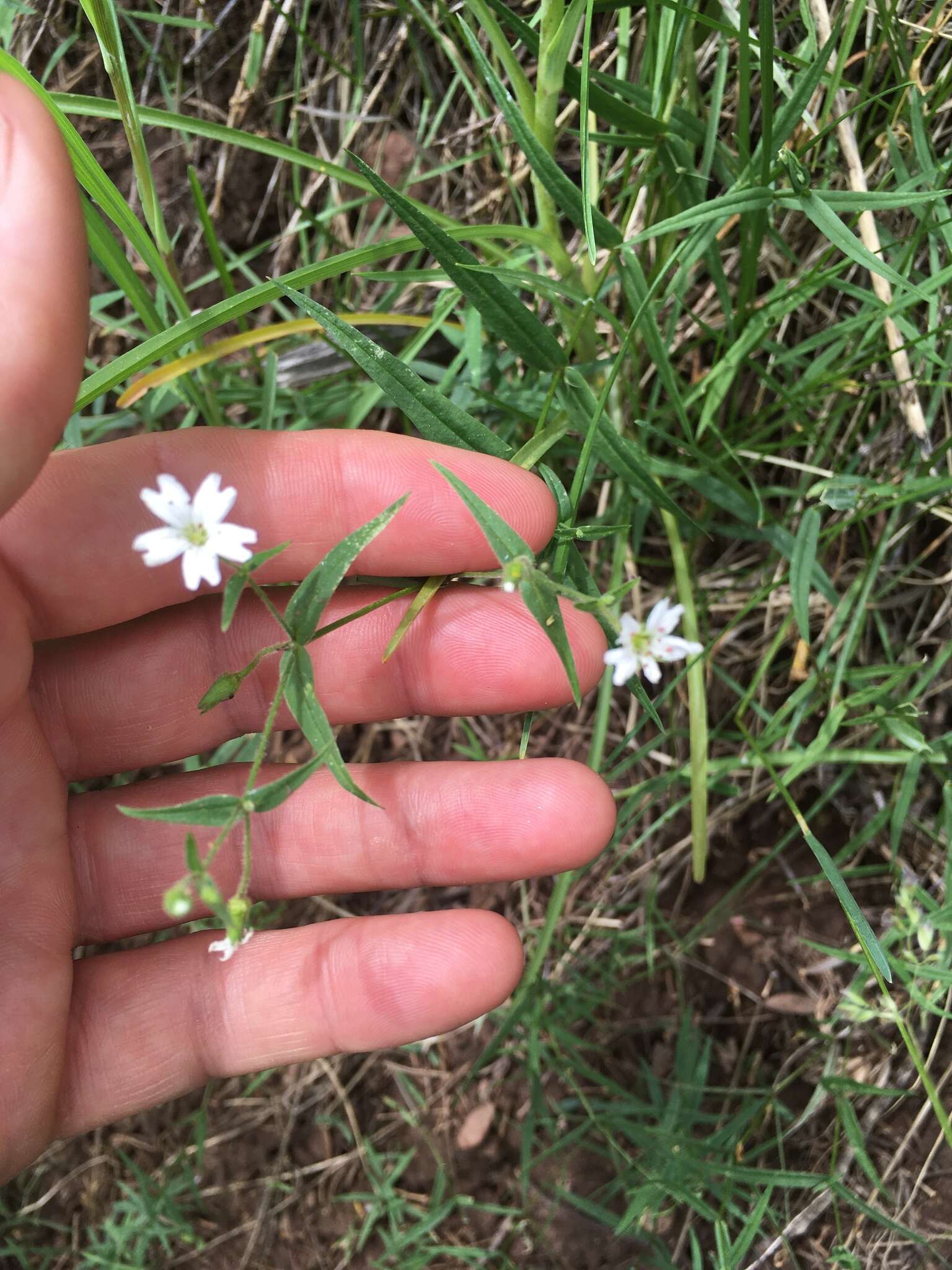 Image of tuber starwort