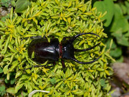 Image of Chalcosoma chiron (Olivier 1789)