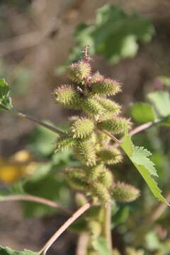 Imagem de Xanthium orientale subsp. californicum (Greene) Greuter