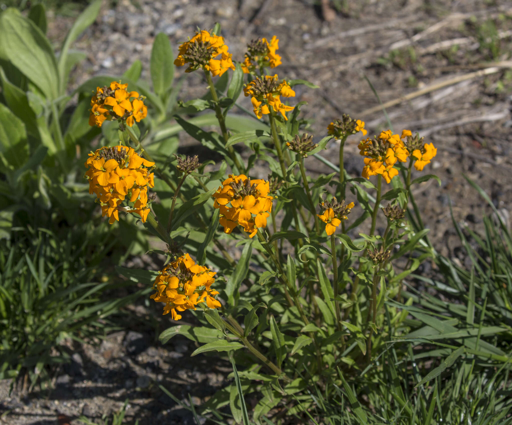 Image of Siberian wallflower